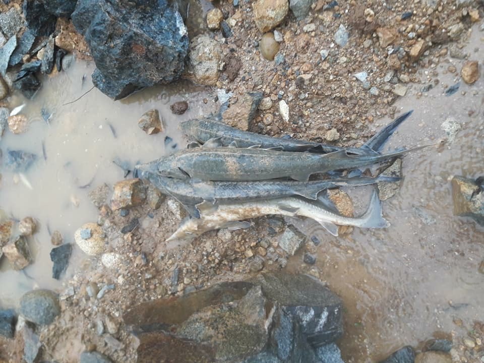 Không chỉ có cá chết, ở Lai Châu, một cặp vợ chồng là chủ trang trại nuôi cá tầm cũng tử vong do mưa lũ.