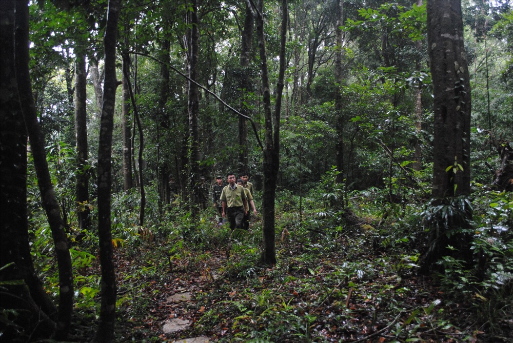 CBCNVC Khu bảo tồn thiên nhiên Bắc Hướng Hóa (huyện Hướng Hóa, tỉnh Quảng Trị) tuần tra, bảo vệ rừng. Ảnh: VT.