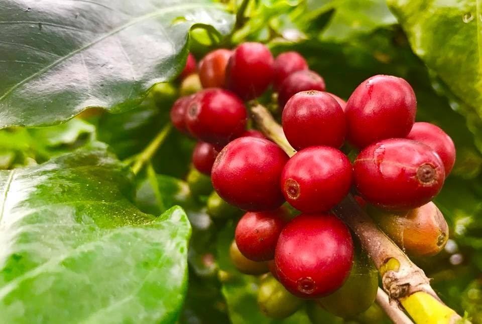 Cà phê Arabica Hướng Hóa đáp ứng tiêu chuẩn xuất khẩu. Ảnh: QH