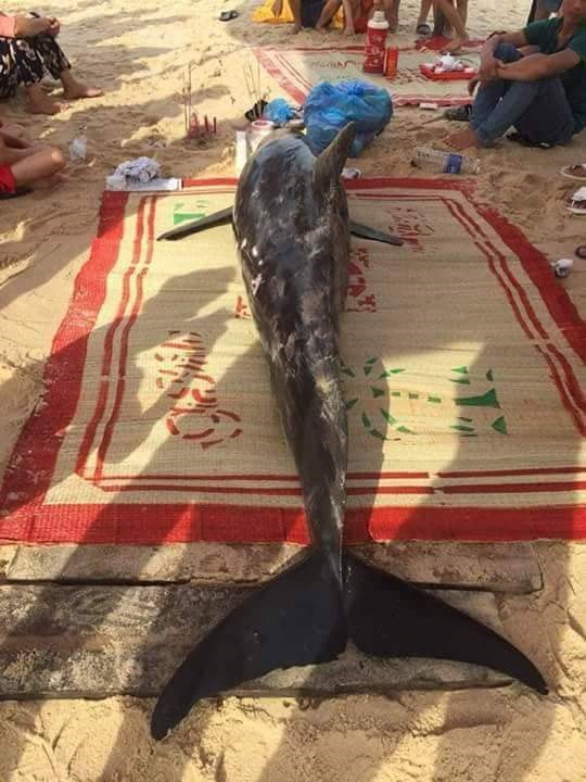 Con cá heo nặng 150kg trôi dạt vào bờ biển tỉnh Thừa Thiên Huế. Ảnh: Q.T