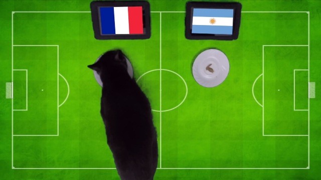 Chú mèo này dự đoán Pháp sẽ chiến thắng.