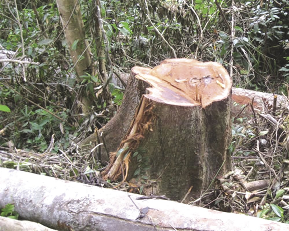 Hình ảnh một cây ươi 15 năm tuổi bị các đối tượng khai thác ươi đốn hạ. Ảnh: TN
