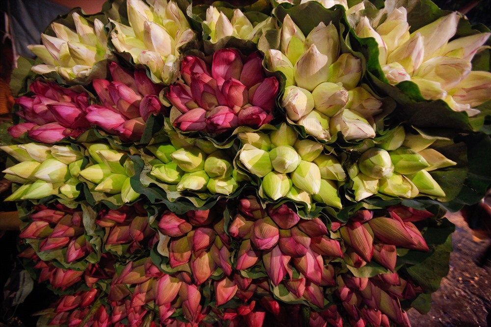 Giá mỗi bó hoa sen dao động từ 30.000 đồng đến 35.000 đồng.