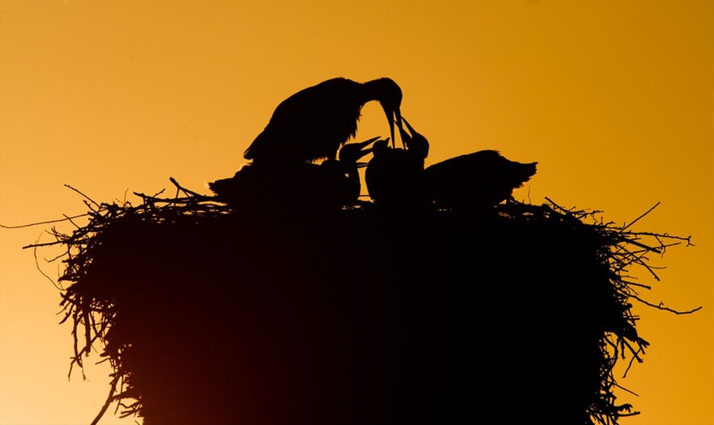 Sau một ngày kiếm mồi, cò mẹ dùng mỏ chia thức ăn cho đàn con. Ảnh: Julian Stratenschulte / AFP / Getty Images.