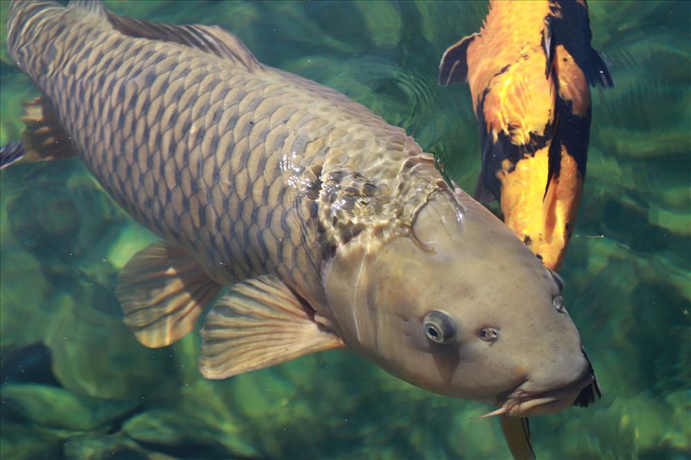 Cá Koi được mệnh danh là loài cá không biết no vì không có bao tử, con nhỏ nhất trong hồ là 5-6kg, con to nhất lên tới 28kg