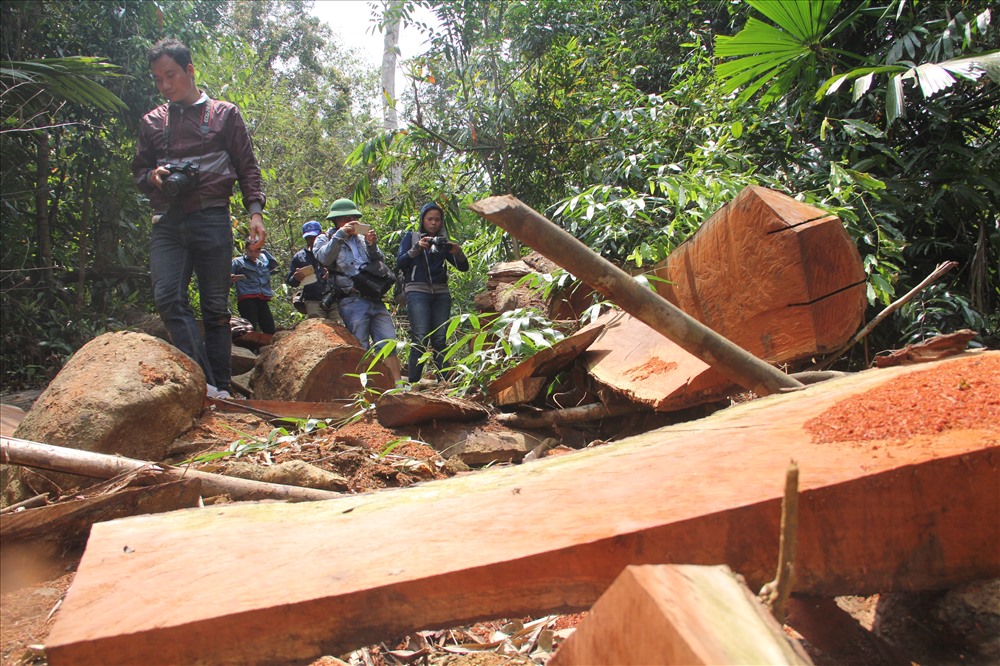 Hàng chục m3 gỗ bị lâm tặc trộm khỏi rừng. Ảnh: Đỗ Vạn