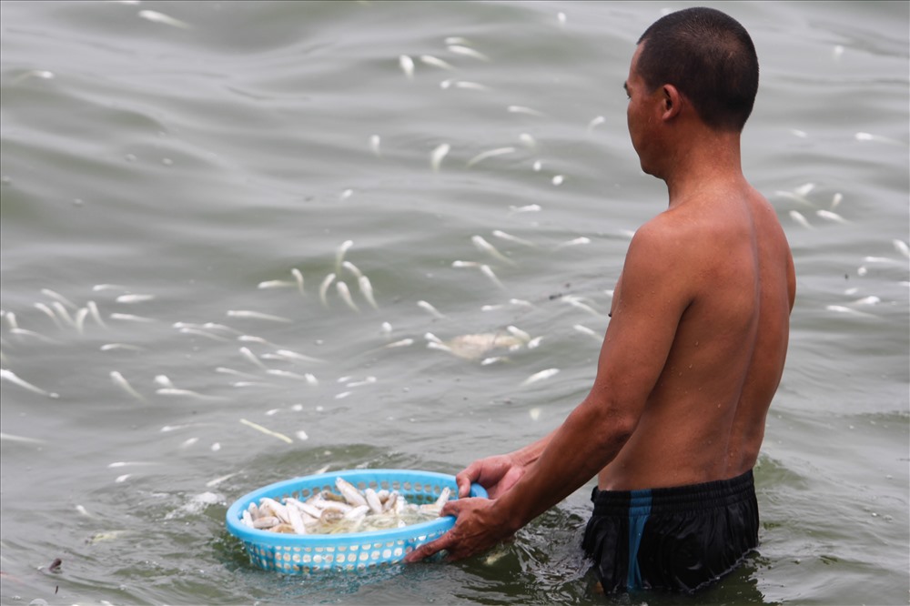 Người dân lội xuống hồ vớt cá về làm thức ăn cho vật nuôi.