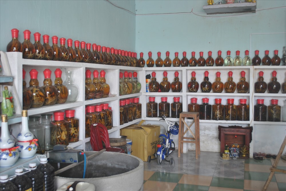 Cá ngựa ngâm rượu được trưng bày trong các hàng quán. Ảnh: Đ.Phùng