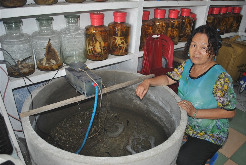 Chủ quán cho cá ngựa vào bồn sục khí oxy để giữ sống. Ảnh: Đ.Phùng