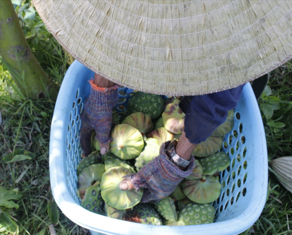 Người dân sống dựa vào nghề trồng sen là chính. Mỗi năm một vụ từ tháng 3 đến tháng 8. 