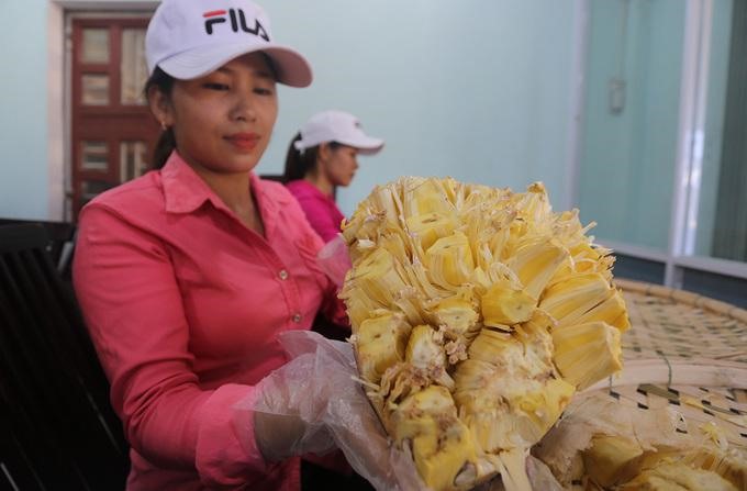 Người dân Tiên Phước trồng giống mít ướt và ráo, khi chín múi to, đều và có vị ngọt thơm. 