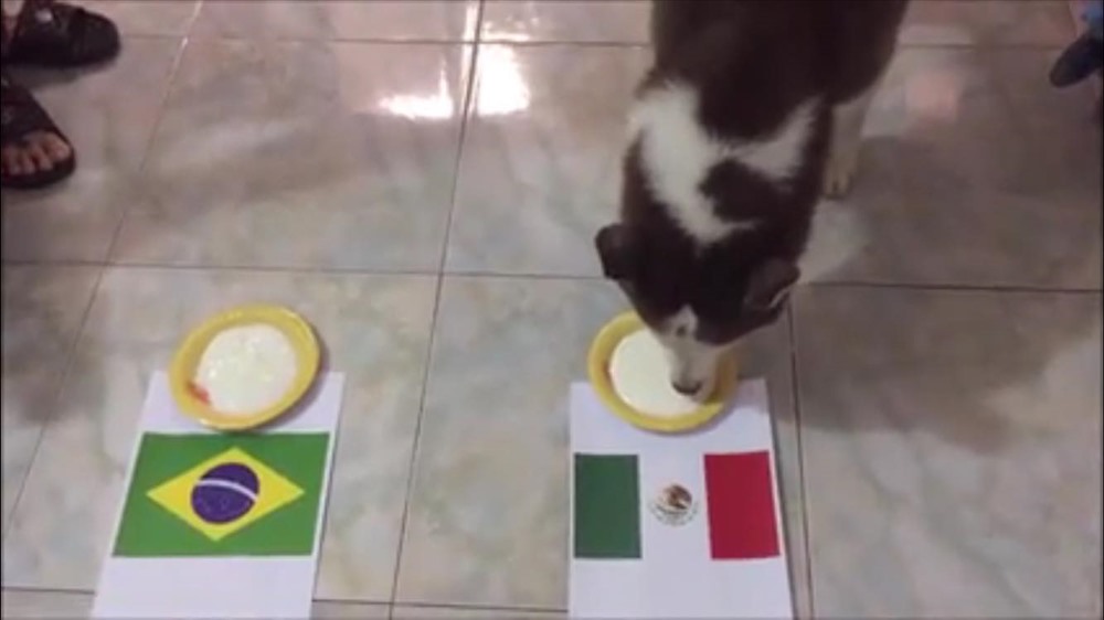 Chó tiên tri Loki dự đoán rằng Mexico sẽ tiễn Brazil về nước