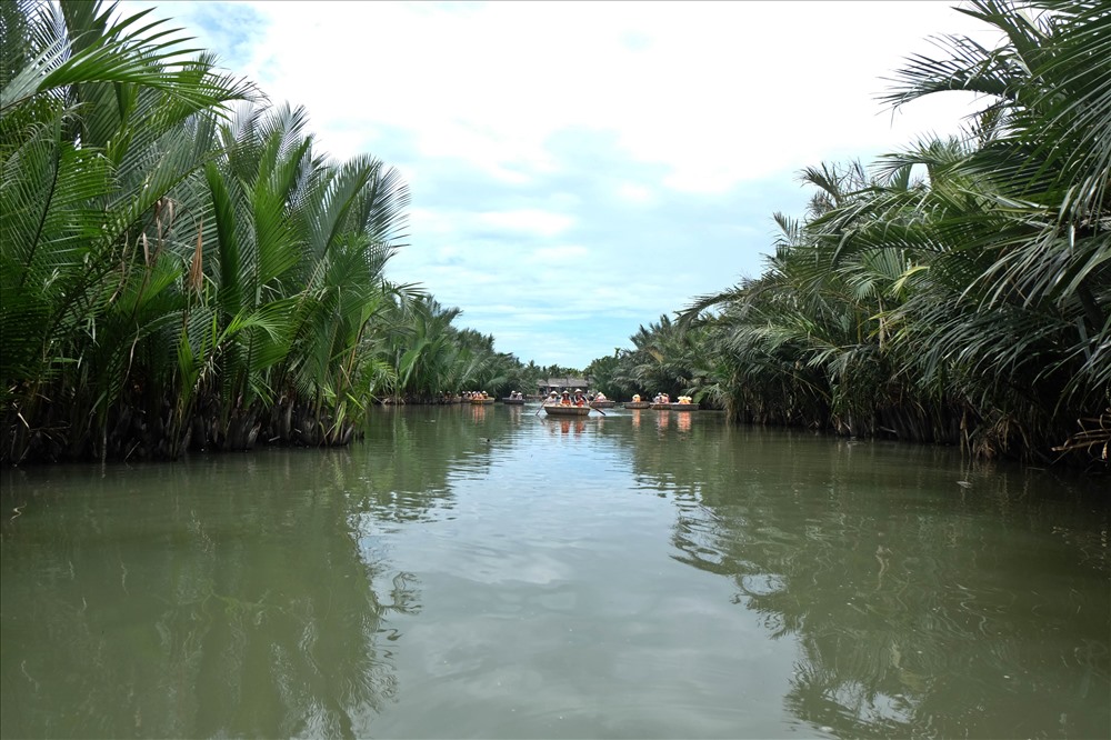 Từ phố cổ Hội An, men theo dọc bờ sông Hoài hơn 3km về phía Đông Nam, du khách sẽ đến được khu rừng dừa nước bảy mẫu thuộc thôn Bảy, xã Cẩm Thanh, TP Hội An, Quảng Nam.