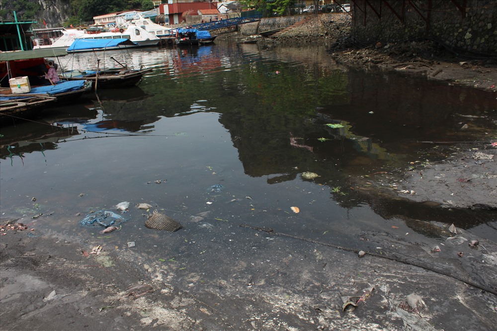 Hoạt động buôn bán hải sản tại chợ Hạ Long 1 đang gây ô nhiễm kinh hoàng cho nước vịnh Hạ Long từ nhiều năm nay. Ảnh: Nguyễn Hùng