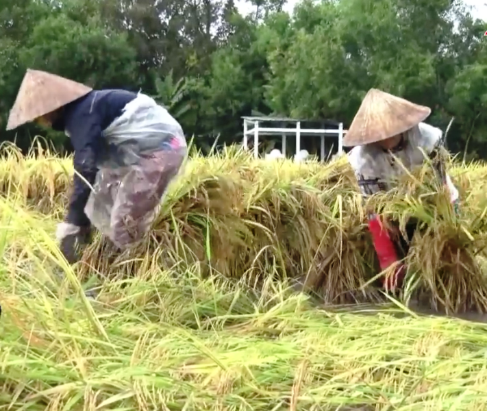 Nông dân Sóc Trăng chọn cách buộc những bông lúa bị sập đứng lên thành chùm để trời nắng thu hoạch