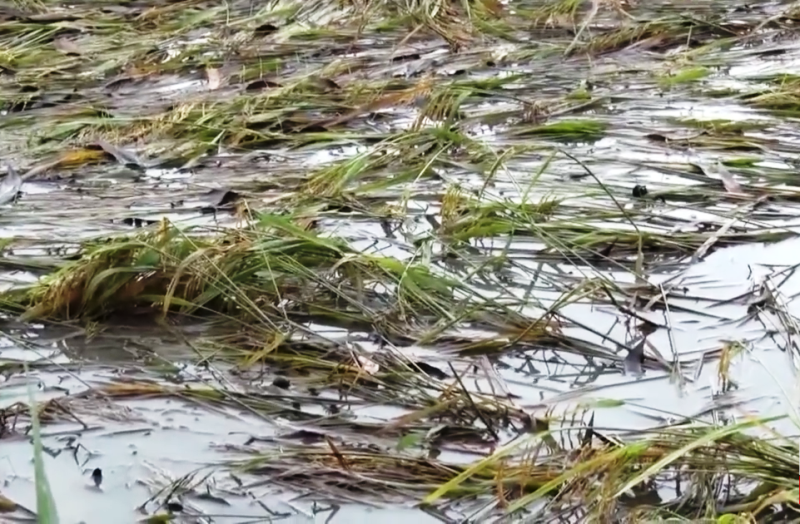 Lúa ngập sâu trong nước khiến cho nông dân điêu đứng vì năng suất thấp