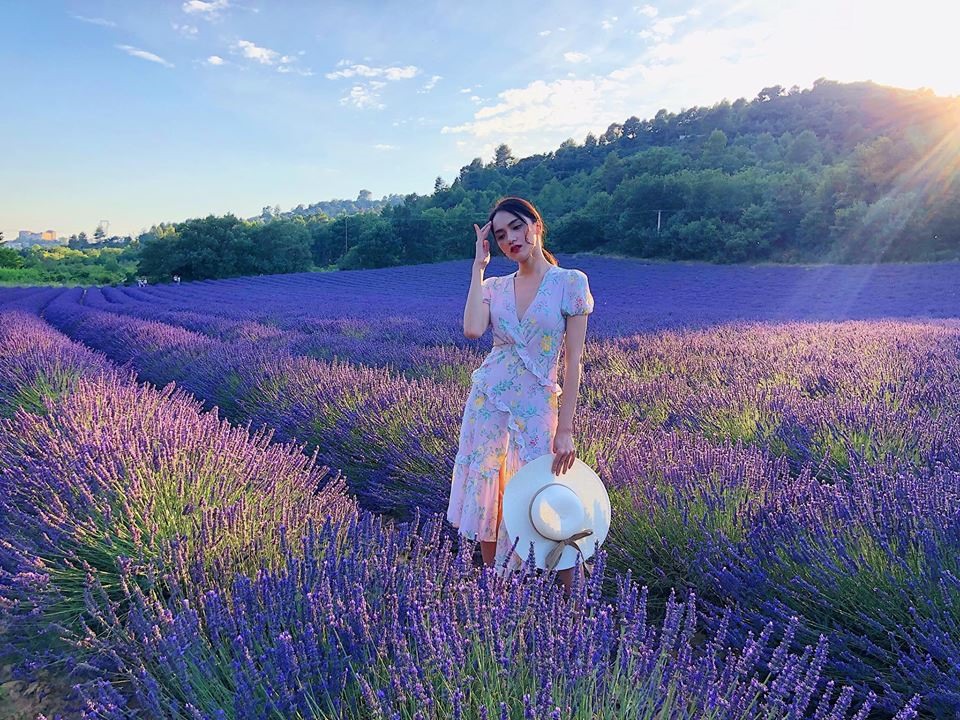 Đắm chìm trong vẻ đẹp của những cánh đồng hoa lavender Pháp