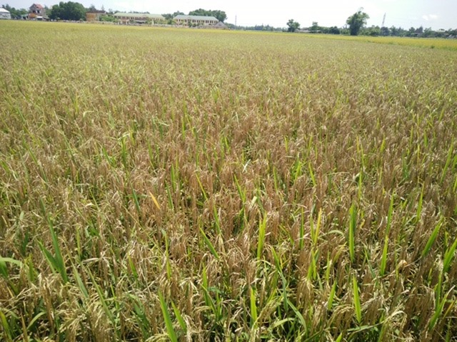 Hàng ngàn hecta lúa ở Hà Tĩnh bị bệnh đạo ôn