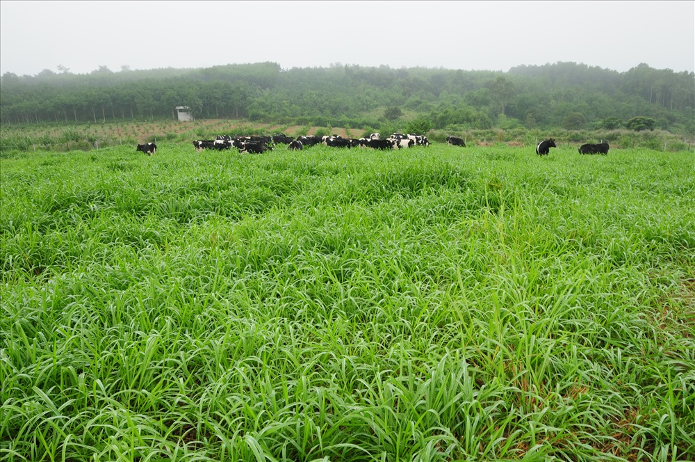 Những cô bò sữa hữu cơ trên cánh đồng của trang trại bò sữa hữu cơ TH