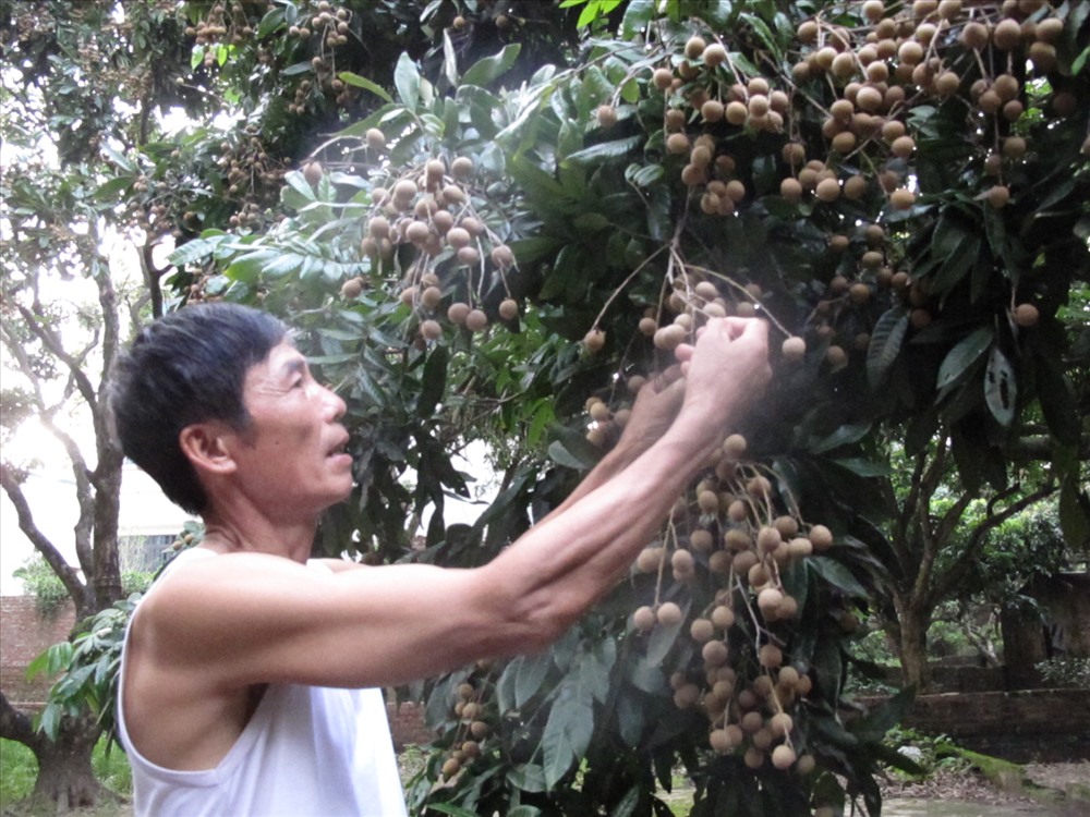 Ông Nguyễn Huy Hạnh (thôn Đại Tảo) người có thâm niên trồng nhãn 37 năm