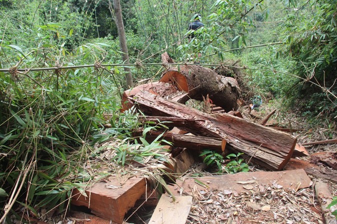Hiện trường vụ phá rừng gỗ lim xanh cổ thụ thuộc khu vực rừng phòng hộ Nam Sông Bung