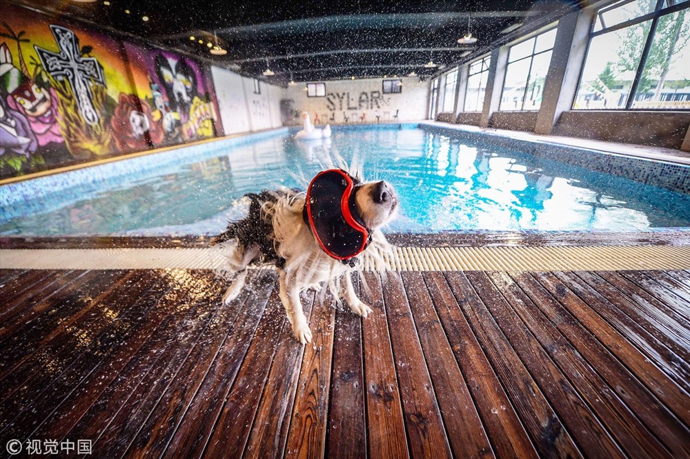 Chú chó Sylar thích bơi lội và bây giờ nó có thể làm điều đó trong mùa đông ở hồ bơi nước nóng. Ảnh: VCG