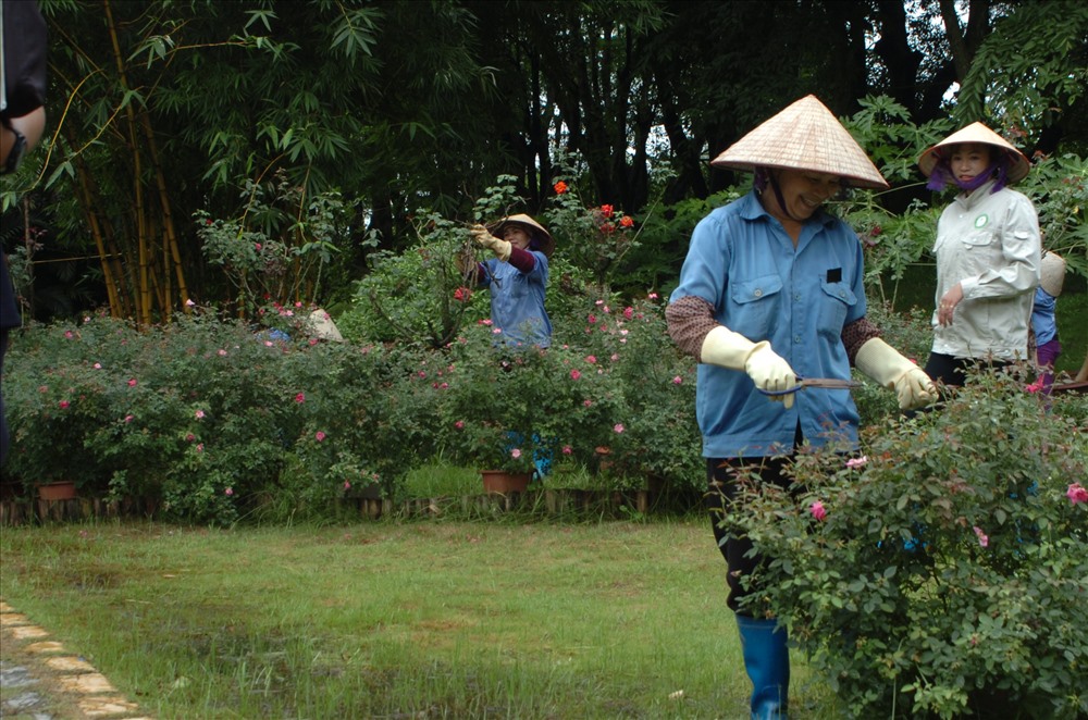 Những người phụ nữ nông dân ngày nào của ba xã Cửu Cao, Phụng Công, Xuân Quan nay đã trở thành công nhân cây xanh của khu đô thị.