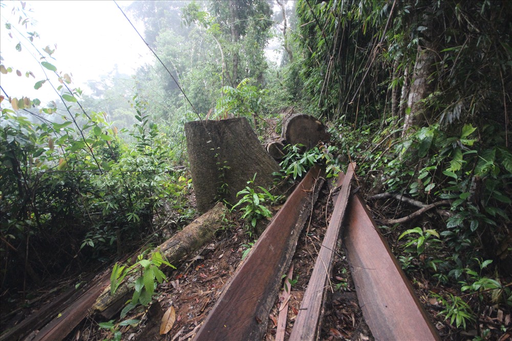 Nhiều cây gỗ lâu năm bị đốn hạ tại khu vực rừng phòng hộ Sông Kôn, huyện Đông Giang. Ảnh: Đ.V