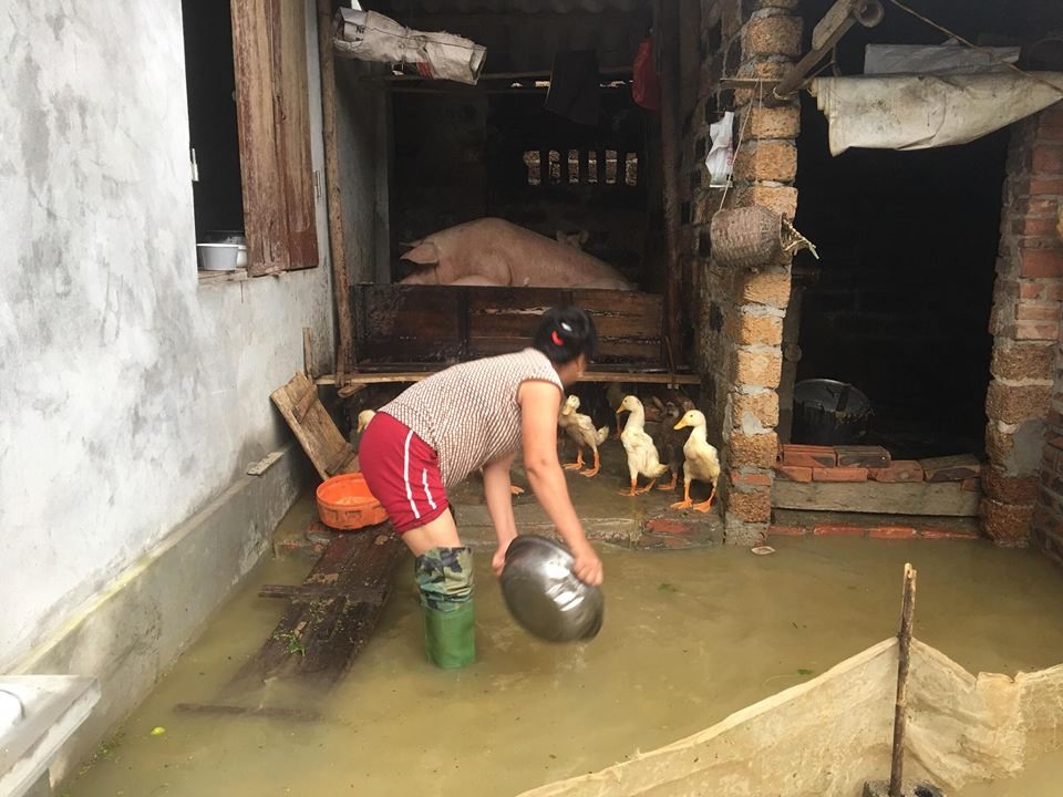 Đời sống sinh hoạt, chăn nuôi khó khăn sau mưa lũ (Ảnh: Thảo Anh)