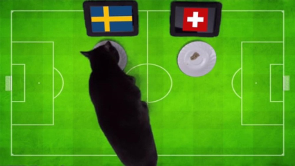 mèo Cass tiên tri dự đoán kết quả đội tuyển Thụy Điển sẽ đánh bại đội tuyển Thụy Sĩ để đi tiếp vào vòng tứ kết World Cup 2018.