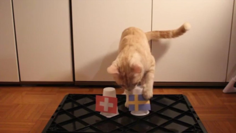 mèo Zen-Cat mới tiên tri kết quả trận đấu hấp dẫn giữa Thụy Điển vs Thụy Sĩ. Theo đó, Zen-Cat dự đoán 1 kết quả thắng cho Thụy Điển.
