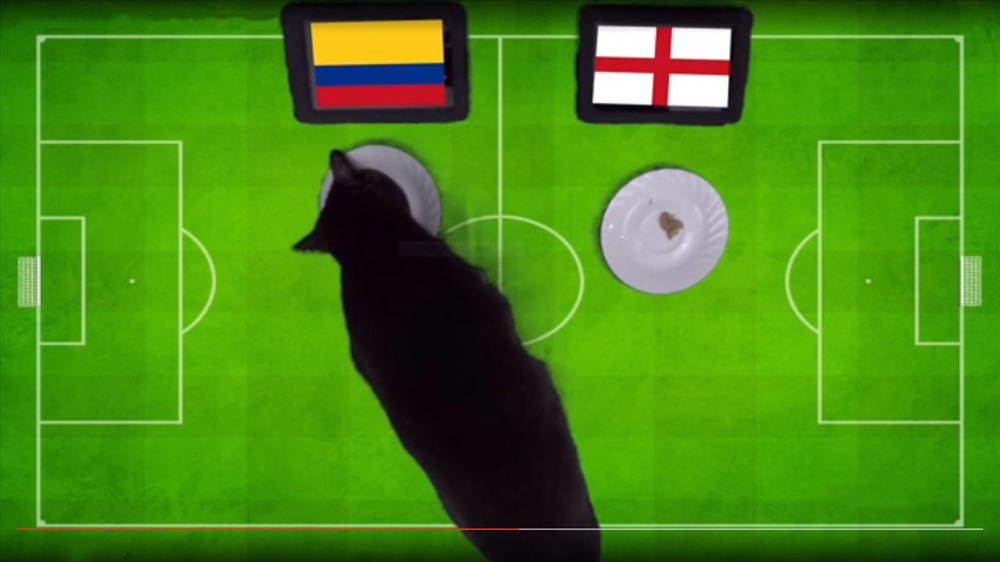 Mèo Cass tiên tri dự đoán kết quả đội tuyển Anh sẽ để thua và đánh mất tấm vé đi tiếp vào tay ĐT Colombia.  Ảnh cắt từ clip.