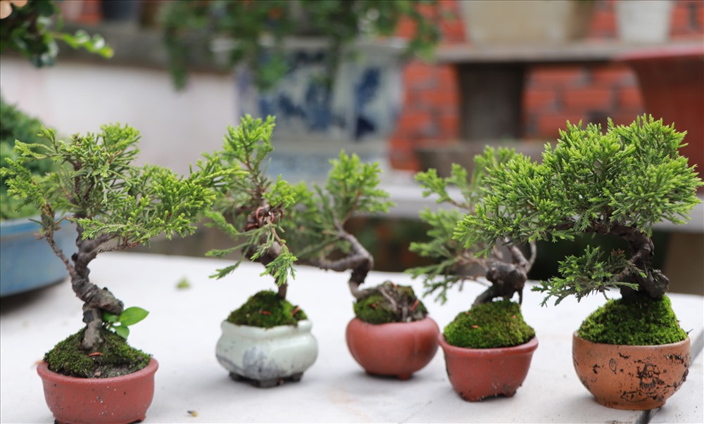 Chỉ cao tầm 7-10cm nhưng các chậu mini bonsai này có giá 2-3 triệu đồng/chậu