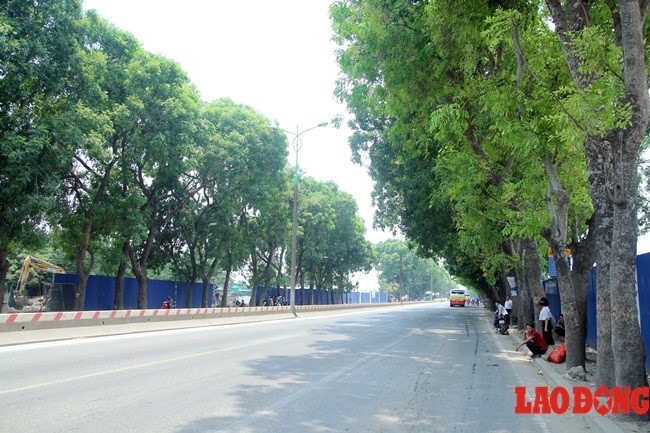 Hàng cây xanh tỏa bóng mát trên đường Phạm Văn Đồng bị chặt hạ để phục vụ dự án đầu tư mở rộng đường vành đai 3 đoạn Mai Dịch - cầu Thăng Long. Ảnh: Cường Ngô.