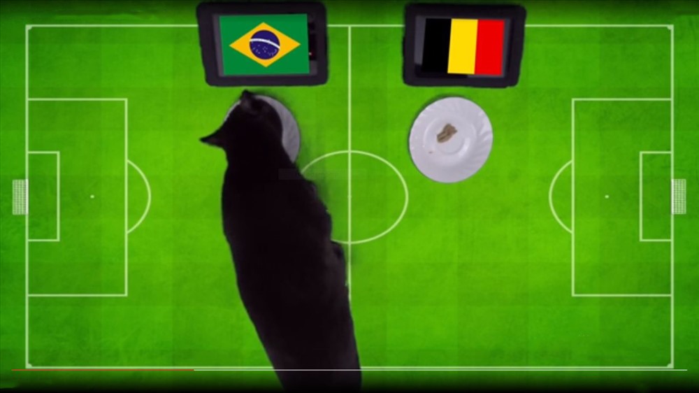 Mèo Cass tiên tri dự đoán kết quả đội tuyển Brazil sẽ đánh bại đội tuyển Châu Âu Bỉ để tiến vào bán kết WC 2018.
