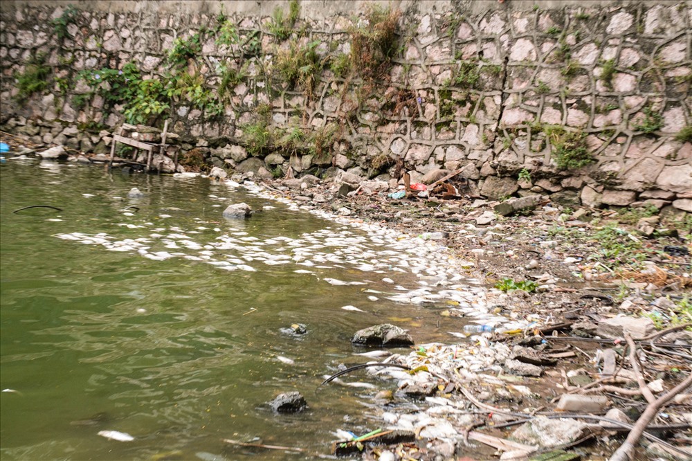 Ghi nhận của PV sáng 8.7, nhiều loại cá chết dạt vào bờ rải rác quanh hồ ven tuyến đường Trích Sài.