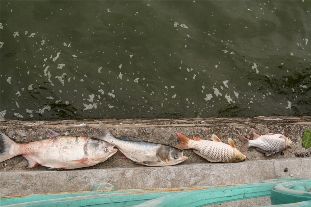 Những con cá ngấp ngoải được xếp lên bờ sau khi bị bắt.