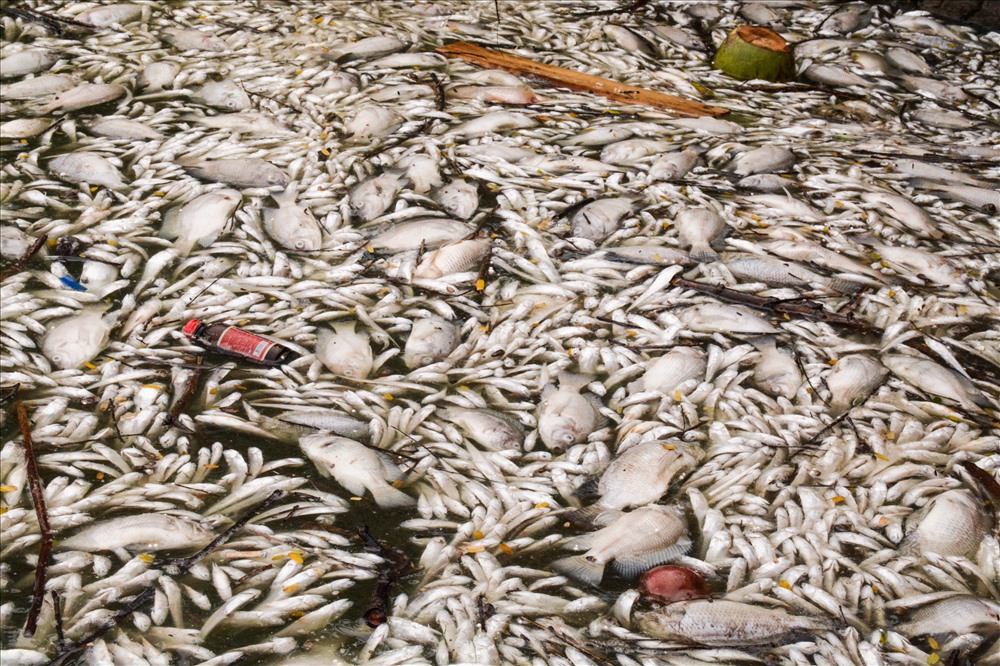 Về nguyên nhân cá chết nhiều người dự đoán có thể là do thời tiết thay đổi liên tục, mấy hôm đang nắng lớn rồi lại đột ngột mưa nên có thể cá bị ngạt khí. Một số người thì lại cho rằng do lượng rác đổ ra hồ tăng lên có thể là nguyên nhân dẫn đến gần đây cá chết nhiều.