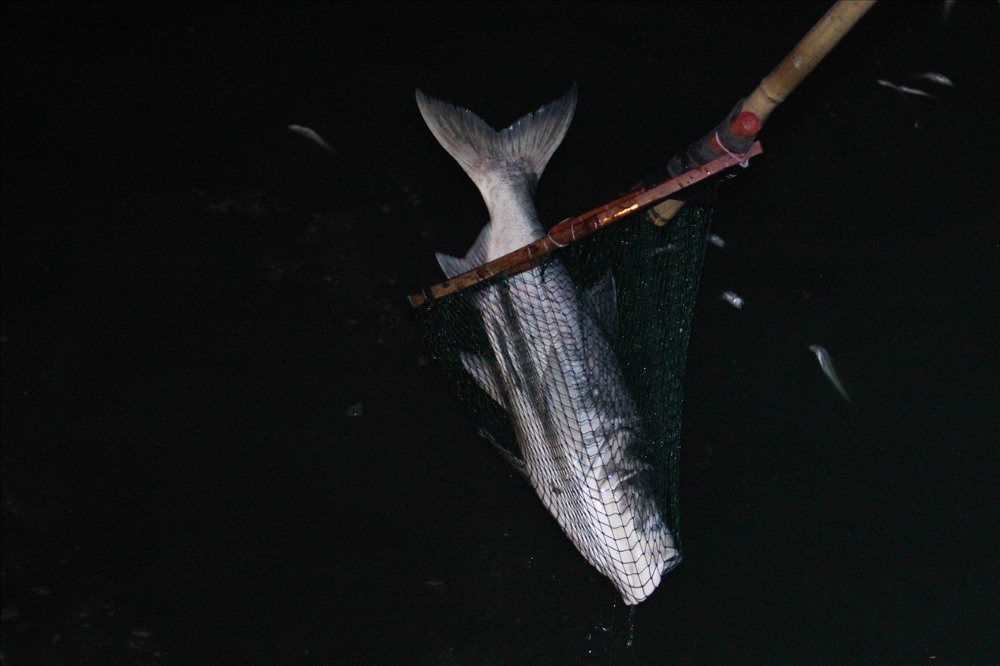 Ghi nhận trong ngày 8.7, nhiều loại cá chết dạt vào bờ rải rác quanh hồ ven tuyến đường Vệ Hồ.