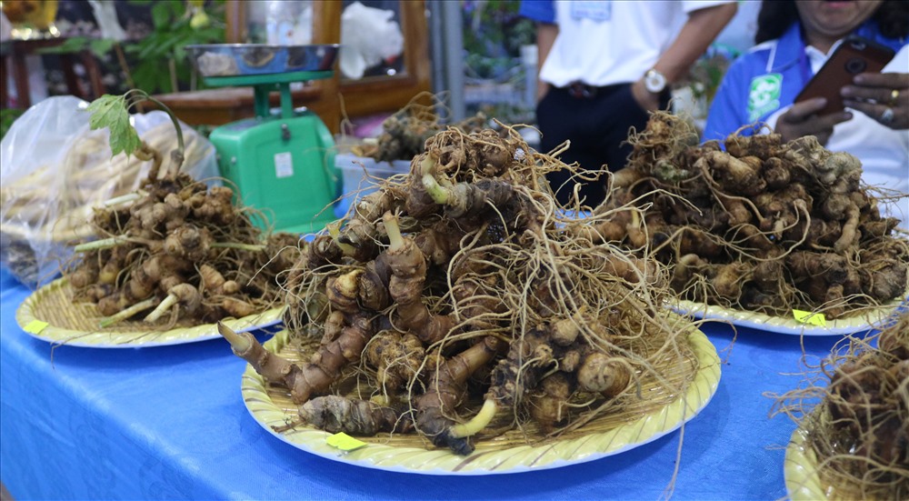 Lễ hội là nơi tôn vinh những người trồng sâm, thu hút đầu tư khai thác thế mạnh ngành công nghiệp Dược liệu; thúc đẩy Du lịch – Thương mại - Dịch vụ phát triển. Ảnh: Đ.V
