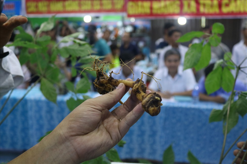 Thông qua Lễ hội, UBND huyện Nam Trà My mong muốn sẽ hình thành nét văn hóa sâm Ngọc Linh để tiến đến thành lập ngày Sâm Việt Nam. Ảnh: Đ.V