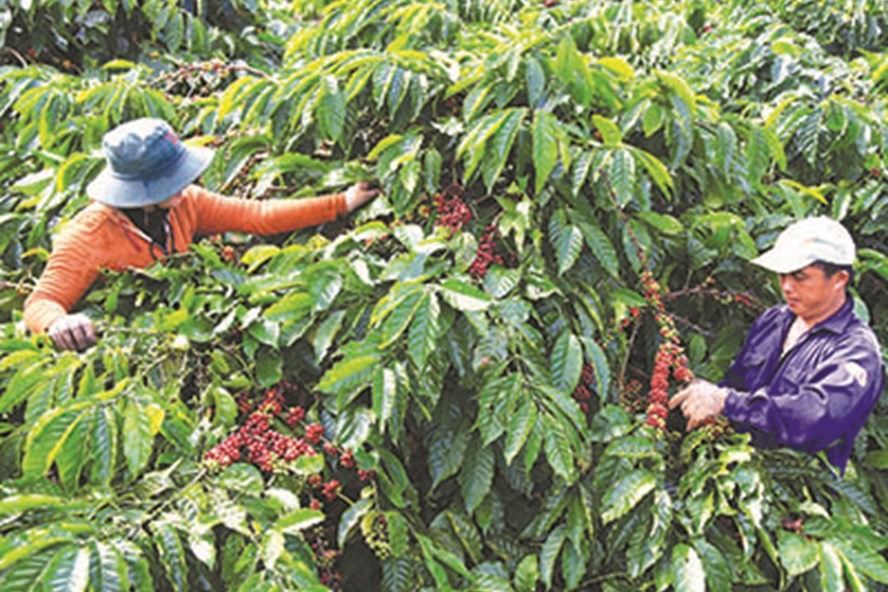 Cà phê biến động dưới mức 35.000 đồng/kg.