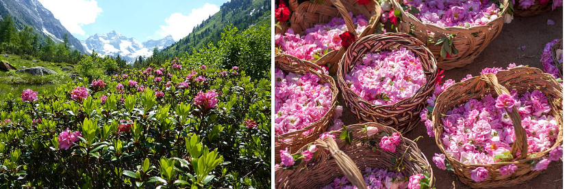 Thung lũng Hoa hồng nằm giữa dãy núi Balkan và những giỏ hoa đầy ắp sau khi thu hoạch. Ảnh: Istockphoto