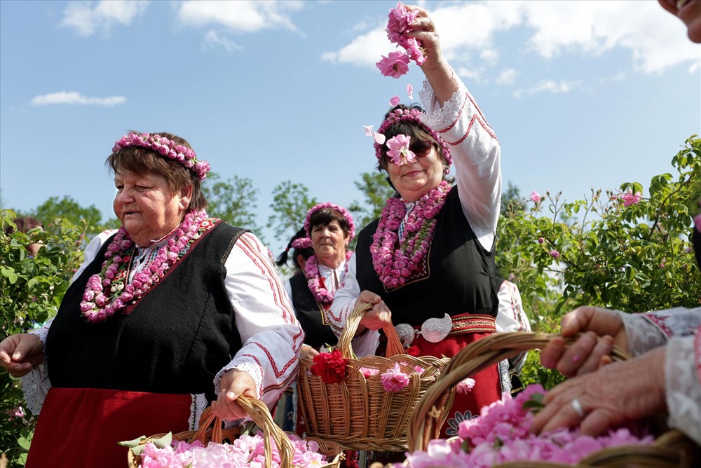Phụ nữ trong trang phục truyền thống Bulgaria hái hoa trên những cánh đồng gần Buzovgrad trong lễ hội hàng năm. Ảnh: National Geographic