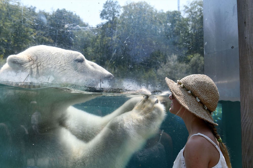 Một con gấu Bắc cực tại Vườn thú Mulhouse ở Pháp có thể giảm bớt sức nóng - Ảnh: AFP/Getty Images