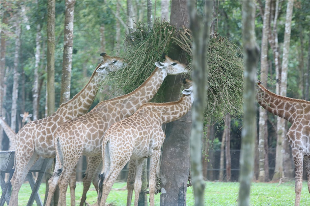 Đàn hươu cao cổ đang thong dong ăn những cành cây trong vườn thú. Ảnh: Trường Sơn