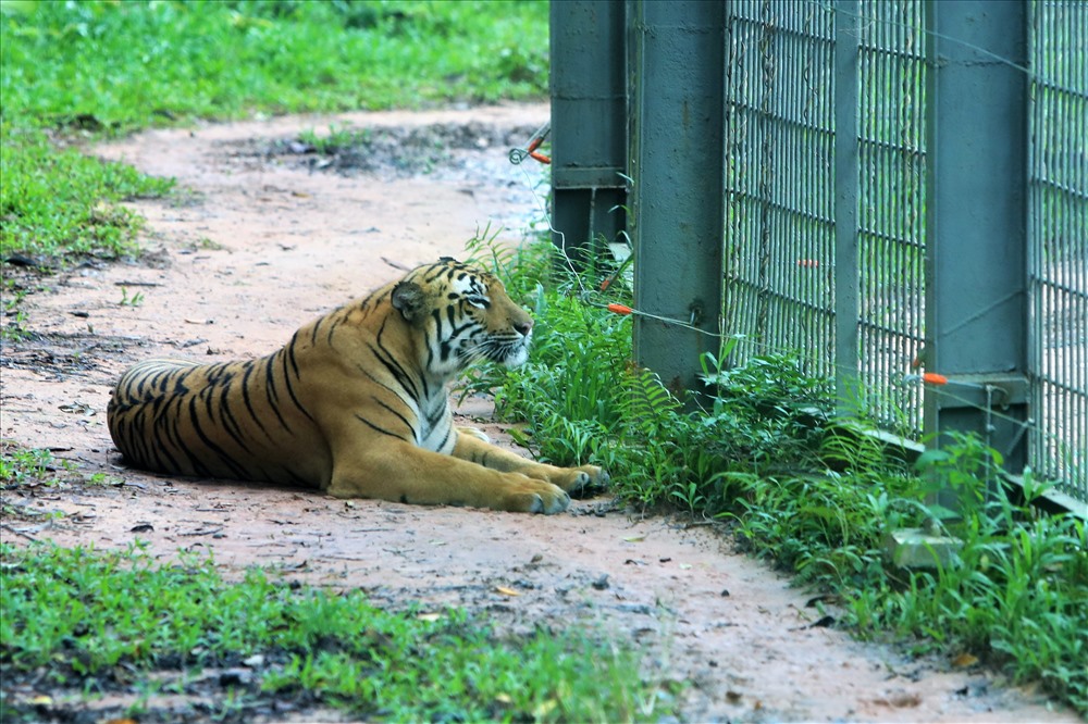 Bầy hổ Belgan trong Safari Phú Quốc. Ảnh: Trường Sơn