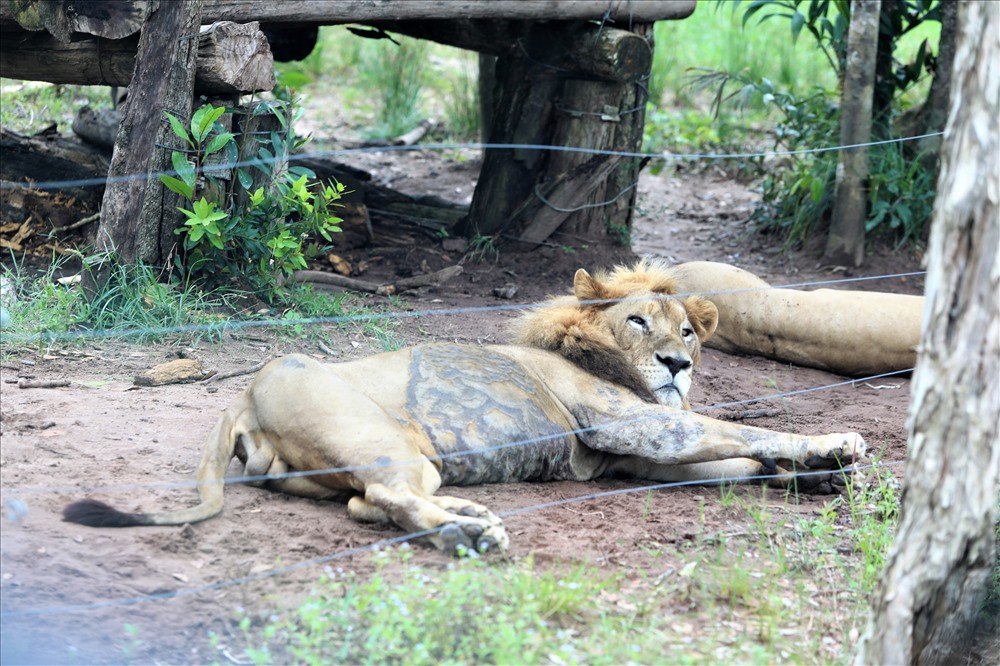 Bầy sư tử trong vườn thú này có nhiều cá thể, được có không gian riêng cho mỗi gia đình. Tại đây chúng được chăm sóc, nghiên cứu, nhân giống và đã có những đứa con đầu tiên trên quê hương mới. Ảnh: Trường Sơn