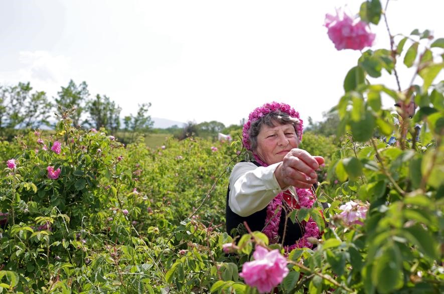 Nông dân Penka Pencheva và Yonko Yonkov chăm sóc vườn cây của mình trong một lễ hội hoa hồng do thị trấn tổ chức.