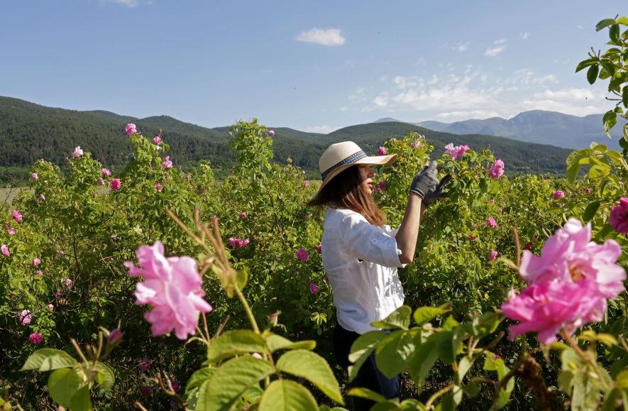 Du khách chọn hoa hồng trong khu vườn của gia đình ở Osetenovo, Bulgaria. Việc hái hoa hồng thường bắt đầu lúc mặt trời mọc và kết thúc trước buổi trưa.